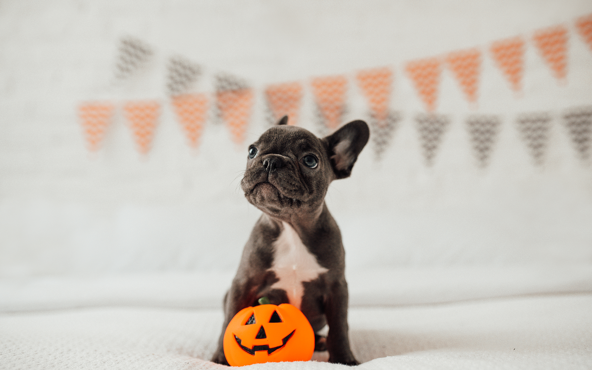 2 Consejos para disfrutar Halloween con tu perro